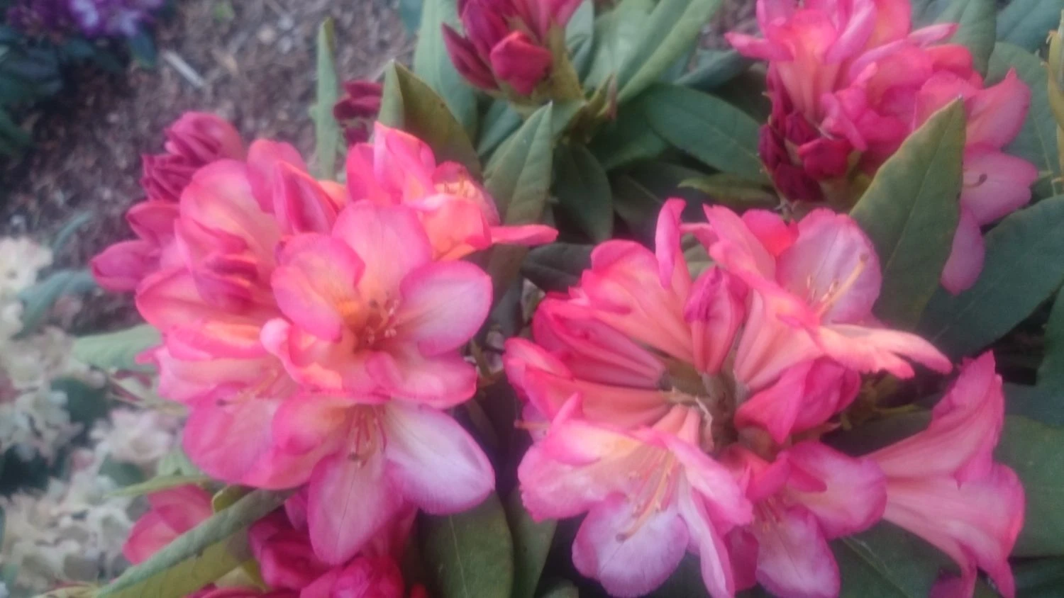 Rhododendron 'Minikin' 6 Rhododendron 'Minikin' – Bild 6