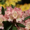 Rhododendron 'Minikin'