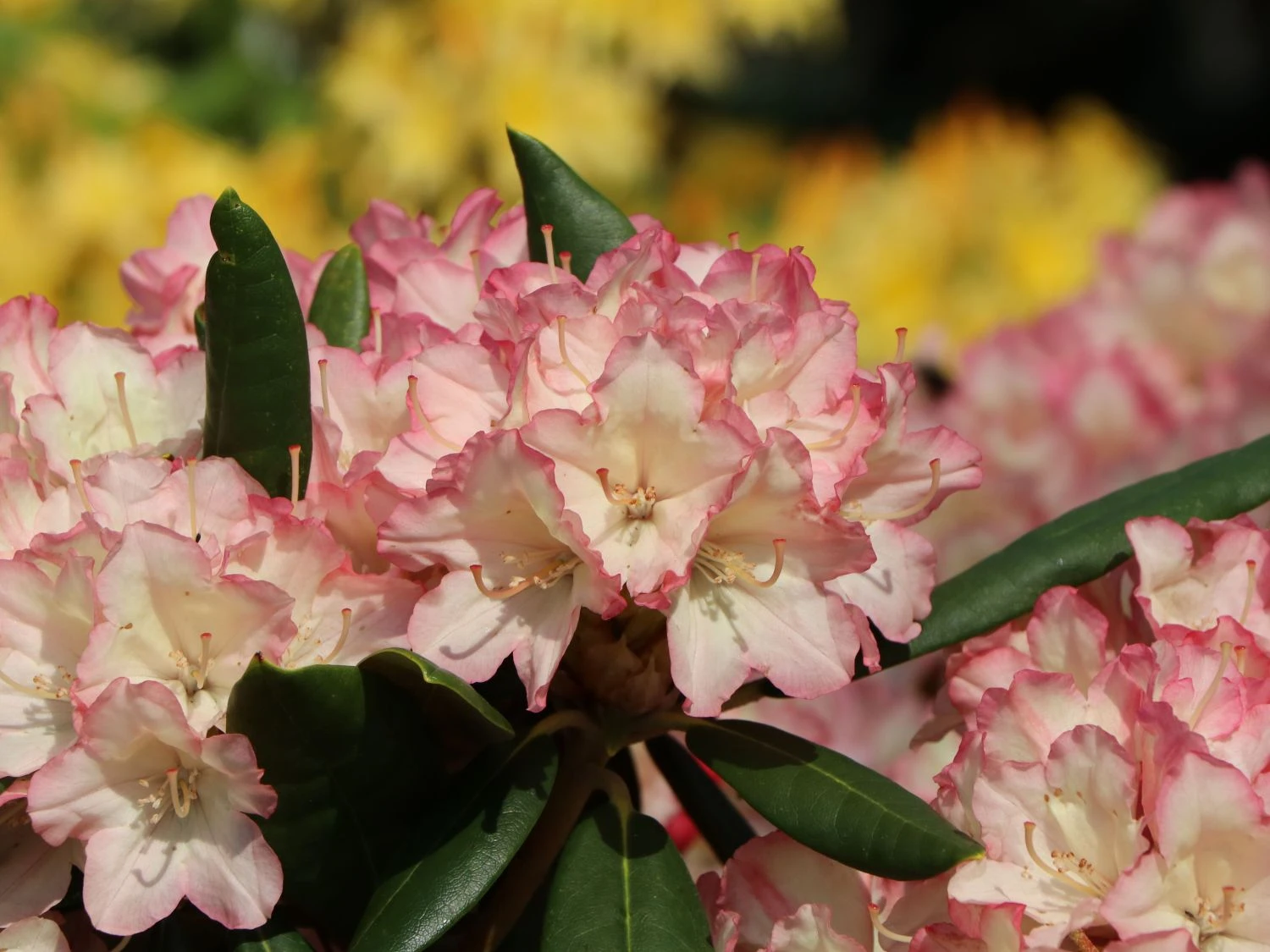 Rhododendron 'Minikin' 1 Rhododendron 'Minikin'