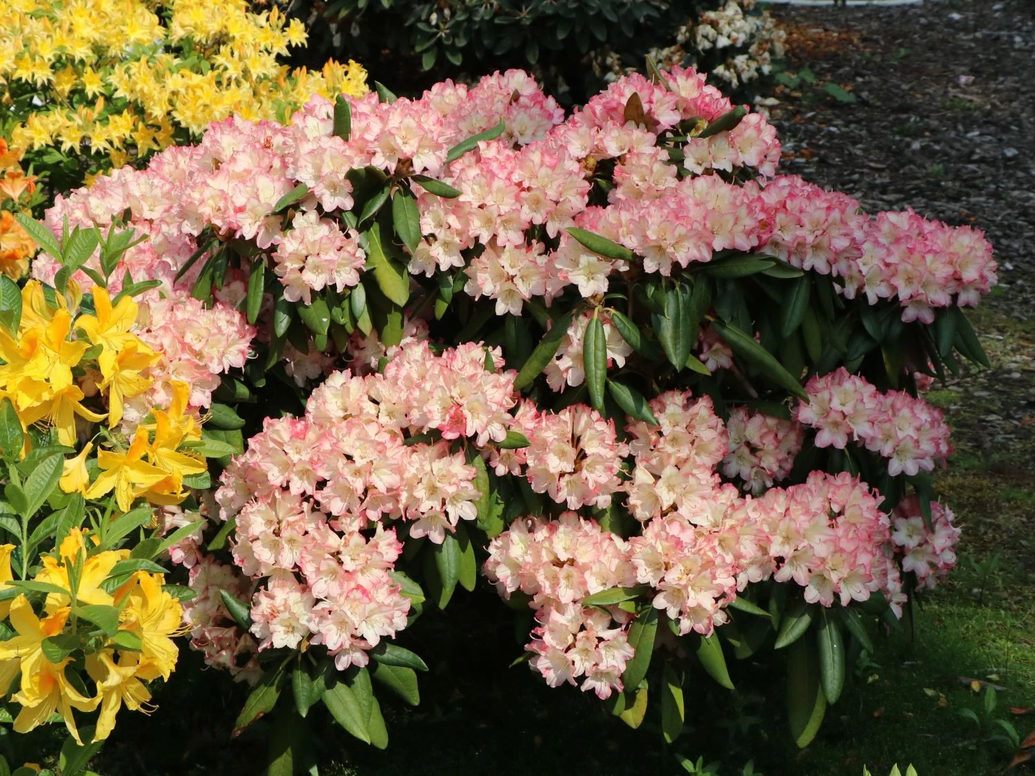 Rhododendron 'Minikin' 2 Rhododendron 'Minikin' – Bild 2