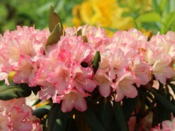 Rhododendron 'Minikin' 13 Rhododendron 'Minikin' -Deutschland Garten Funk Verkaufs-Shop rhododendron minikin m003992 w 1
