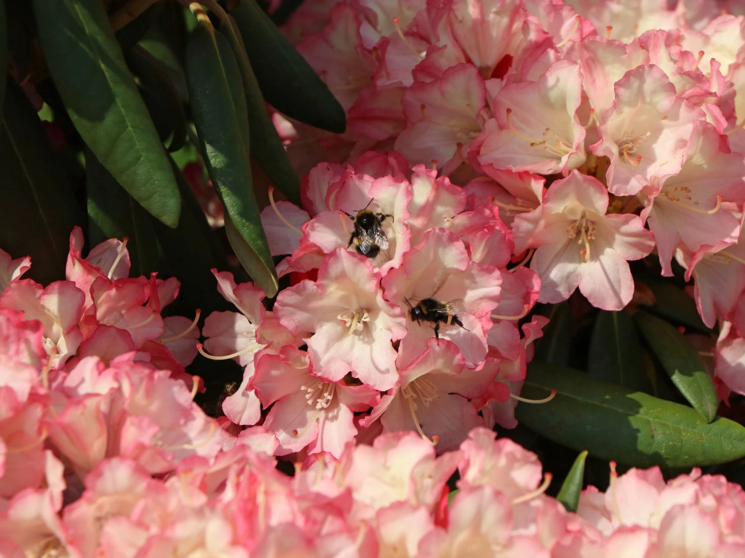Rhododendron 'Minikin' 3 Rhododendron 'Minikin' – Bild 3