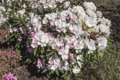 Rhododendron 'Mist Maiden'