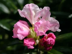 Rhododendron 'Mist Maiden' -Deutschland Garten Funk Verkaufs-Shop rhododendron mist maiden m003994 w 0