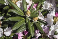 Rhododendron 'Mist Maiden' -Deutschland Garten Funk Verkaufs-Shop rhododendron mist maiden m003994 w 3