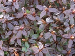 Rhododendron 'Moerheim' 5 Rhododendron 'Moerheim' -Deutschland Garten Funk Verkaufs-Shop rhododendron moerheim m002390 w 1