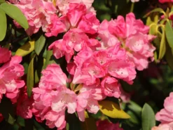 Rhododendron 'Morgenrot' -Deutschland Garten Funk Verkaufs-Shop rhododendron morgenrot m002370 w 0