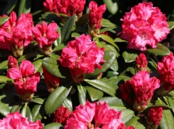 Rhododendron 'Morgenrot' -Deutschland Garten Funk Verkaufs-Shop rhododendron morgenrot m002370 w 2
