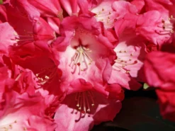 Rhododendron 'Morgenrot' -Deutschland Garten Funk Verkaufs-Shop rhododendron morgenrot m002370 w 3