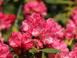Rhododendron 'Morgenrot' -Deutschland Garten Funk Verkaufs-Shop rhododendron morgenrot m002370 w 4