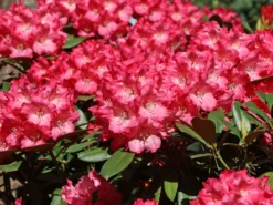 Rhododendron 'Morgenrot' -Deutschland Garten Funk Verkaufs-Shop rhododendron morgenrot m002370 w 5