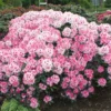 Rhododendron 'Nicoletta' (S)