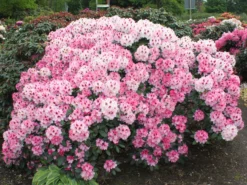 Rhododendron 'Nicoletta' (S)