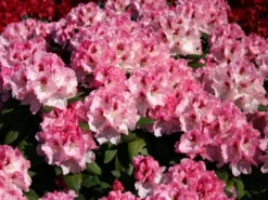 Rhododendron 'Nicoletta' (S) -Deutschland Garten Funk Verkaufs-Shop rhododendron nicoletta s m003998 w 0