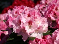 Rhododendron 'Nicoletta' (S) -Deutschland Garten Funk Verkaufs-Shop rhododendron nicoletta s m003998 w 1