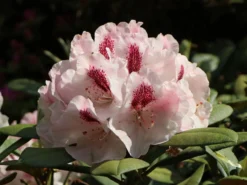 Rhododendron 'Nicoletta' (S) -Deutschland Garten Funk Verkaufs-Shop rhododendron nicoletta s m003998 w 3