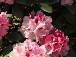 Rhododendron 'Nicoletta' (S) -Deutschland Garten Funk Verkaufs-Shop rhododendron nicoletta s m003998 w 4