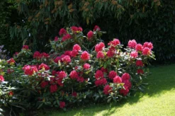 Rhododendron 'Nova Zembla' -Deutschland Garten Funk Verkaufs-Shop rhododendron nova zembla m002340 668426 0