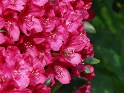 Rhododendron 'Nova Zembla' -Deutschland Garten Funk Verkaufs-Shop rhododendron nova zembla m002340 w 0