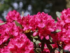 Rhododendron 'Nova Zembla' -Deutschland Garten Funk Verkaufs-Shop rhododendron nova zembla m002340 w 1