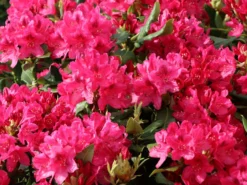 Rhododendron 'Nova Zembla' -Deutschland Garten Funk Verkaufs-Shop rhododendron nova zembla m002340 w 3