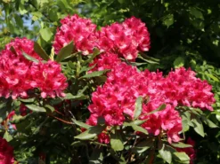 Rhododendron 'Nova Zembla' -Deutschland Garten Funk Verkaufs-Shop rhododendron nova zembla m002340 w 4