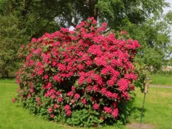 Rhododendron 'Nova Zembla' -Deutschland Garten Funk Verkaufs-Shop rhododendron nova zembla m002340 w 5