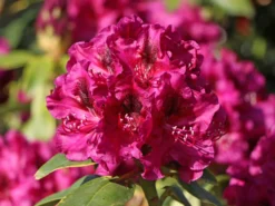 Rhododendron 'Olin O.Dobbs'