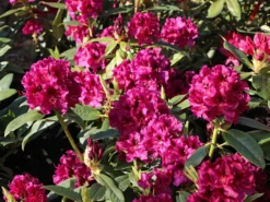 Rhododendron 'Olin O.Dobbs' -Deutschland Garten Funk Verkaufs-Shop rhododendron olin odobbs m003804 w 0