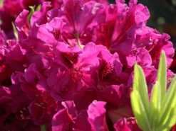 Rhododendron 'Olin O.Dobbs' -Deutschland Garten Funk Verkaufs-Shop rhododendron olin odobbs m003804 w 1