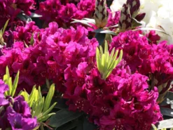 Rhododendron 'Olin O.Dobbs' -Deutschland Garten Funk Verkaufs-Shop rhododendron olin odobbs m003804 w 2