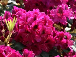 Rhododendron 'Olin O.Dobbs' -Deutschland Garten Funk Verkaufs-Shop rhododendron olin odobbs m003804 w 3