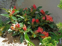 Rhododendron 'Orange Flirt' -Deutschland Garten Funk Verkaufs-Shop rhododendron orange flirt m009045 1137586 0