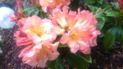 Rhododendron 'Orange Flirt' -Deutschland Garten Funk Verkaufs-Shop rhododendron orange flirt m009045 80497 0