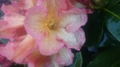 Rhododendron 'Orange Flirt' -Deutschland Garten Funk Verkaufs-Shop rhododendron orange flirt m009045 80497 1