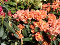 Rhododendron 'Orange Flirt'