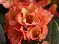 Rhododendron 'Orange Flirt' -Deutschland Garten Funk Verkaufs-Shop rhododendron orange flirt m009045 w 0