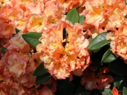 Rhododendron 'Orange Flirt' -Deutschland Garten Funk Verkaufs-Shop rhododendron orange flirt m009045 w 1