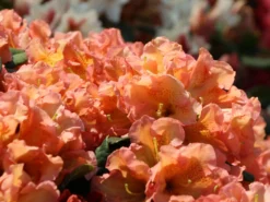 Rhododendron 'Orange Flirt' -Deutschland Garten Funk Verkaufs-Shop rhododendron orange flirt m009045 w 2