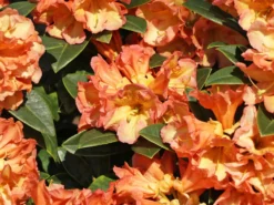 Rhododendron 'Orange Flirt' -Deutschland Garten Funk Verkaufs-Shop rhododendron orange flirt m009045 w 4