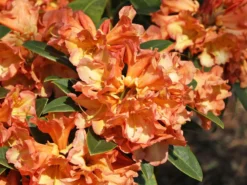 Rhododendron 'Orange Flirt' -Deutschland Garten Funk Verkaufs-Shop rhododendron orange flirt m009045 w 5