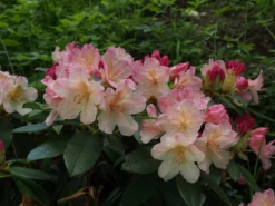 Rhododendron 'Percy Wiseman' -Deutschland Garten Funk Verkaufs-Shop rhododendron percy wiseman m002372 668426 0