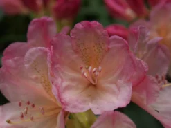Rhododendron 'Percy Wiseman' -Deutschland Garten Funk Verkaufs-Shop rhododendron percy wiseman m002372 668426 1