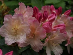 Rhododendron 'Percy Wiseman' -Deutschland Garten Funk Verkaufs-Shop rhododendron percy wiseman m002372 668426 2