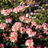 Rhododendron 'Percy Wiseman'