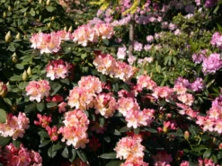Rhododendron 'Percy Wiseman'