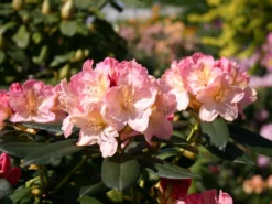 Rhododendron 'Percy Wiseman' -Deutschland Garten Funk Verkaufs-Shop rhododendron percy wiseman m002372 w 0