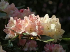 Rhododendron 'Percy Wiseman' -Deutschland Garten Funk Verkaufs-Shop rhododendron percy wiseman m002372 w 2