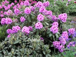 Rhododendron 'Pfauenauge' ® -Deutschland Garten Funk Verkaufs-Shop rhododendron pfauenauge m003266 1098677 0