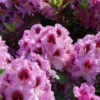 Rhododendron 'Pfauenauge' ®